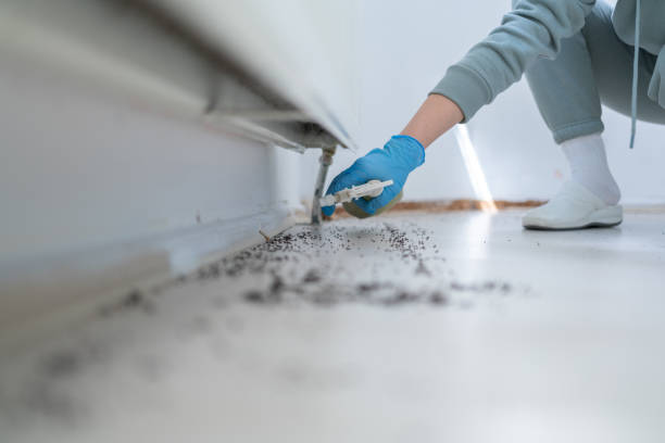 Best Affordable Pest Control Services  in Litchfield Park, AZ