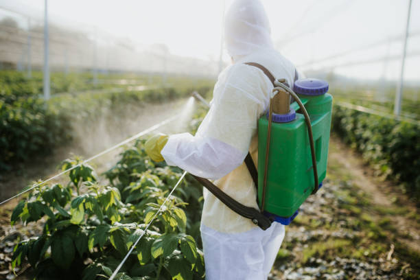 Best Mosquito Control Services  in Litchfield Park, AZ